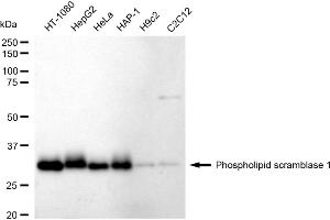 Western blotting analysis using Phospholipid scramblase 1 antibody (ABIN7799825). (Recombinant PLSCR1 抗体)