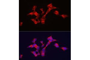 Immunofluorescence analysis of SH-SY5Y cells using BSCL2 antibody (ABIN7265874) at dilution of 1:100. (BSCL2 抗体  (AA 50-150))