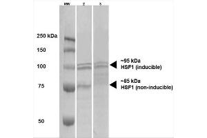 Western Blot analysis of Human A431 and HEK293 cell lysates showing detection of HSF1 protein using Rat Anti-HSF1 Monoclonal Antibody, Clone 10H4 . (HSF1 抗体)