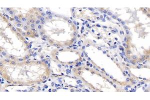 Detection of ERLIN2 in Human Kidney Tissue using Monoclonal Antibody to Endoplasmic Reticulum Lipid Raft Associated Protein 2 (ERLIN2) (ERLIN2 抗体  (AA 47-339))