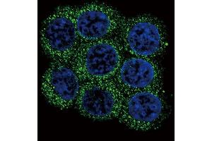 Immunofluorescence (IF) image for anti-Proprotein Convertase Subtilisin/kexin Type 2 (PCSK2) (AA 87-116), (N-Term) antibody (ABIN391908)