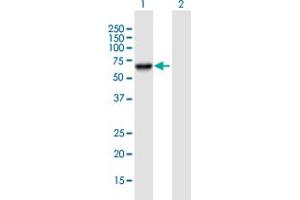 Western Blot analysis of PSD3 expression in transfected 293T cell line by PSD3 MaxPab polyclonal antibody. (PSD3 抗体  (AA 1-513))