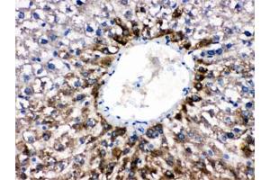 IHC testing of FFPE rat liver with CYP1A2 antibody. (CYP1A2 抗体  (AA 185-320))