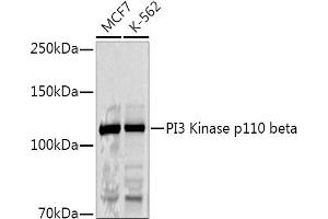 Western blot analysis of extracts of various cell lines, using PI3 Kinase p110 beta antibody (ABIN3021219, ABIN3021220, ABIN3021221 and ABIN6214072) at 1:1000 dilution. (PIK3CB 抗体  (AA 771-1070))