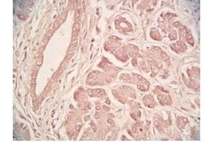 Human pancreas tissue was stained by Rabbit Anti-Urocortin II (Human) Serum (Urocortin 2 抗体  (amidated))