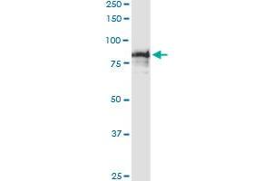 Immunoprecipitation of SCYL3 transfected lysate using anti-SCYL3 MaxPab rabbit polyclonal antibody and Protein A Magnetic Bead , and immunoblotted with SCYL3 purified MaxPab mouse polyclonal antibody (B01P) . (SCYL3 抗体  (AA 1-688))
