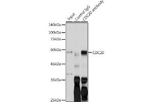 Immunoprecipitation (IP) image for anti-Cell Division Cycle 20 Homolog (S. Cerevisiae) (CDC20) (AA 1-270) antibody (ABIN7266246)