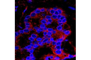 Immunofluorescence (IF) image for anti-Flightless I Homolog (FLII) (AA 425-475) antibody (ABIN7448968) (FLII 抗体  (AA 425-475))