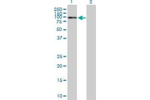 Western Blot analysis of NKRF expression in transfected 293T cell line by NKRF MaxPab polyclonal antibody. (NKRF 抗体  (AA 1-690))