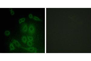 Peptide - +Immunofluorescence analysis of A549 cells, using FXR2 antibody.
