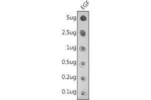 Dot-blot analysis of purified mature EGF using EGF antibody(ABIN3016521, ABIN3016522, ABIN3016523 and ABIN6219771)at 1:500 dilution. (EGF 抗体)