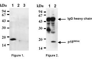 Western Blotting (WB) image for anti-Cyclin-Dependent Kinase Inhibitor 2C (p18, Inhibits CDK4) (CDKN2C) antibody (ABIN487307) (CDKN2C 抗体)