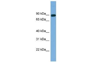 WB Suggested Anti-AFAP1 Antibody Titration: 0.