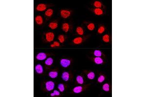 Immunofluorescence (IF) image for anti-TEA Domain Family Member 3 (TEAD3) (AA 130-330) antibody (ABIN6148986)