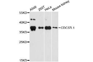 Western blot analysis of extracts of various cell lines, using CDC37L1 antibody (ABIN5972788) at 1:3000 dilution. (CDC37L1 抗体)