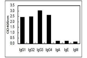 Image no. 1 for Mouse anti-Human IgG (Fc Region) antibody (ABIN5569001) (小鼠 anti-人 IgG (Fc Region) Antibody)