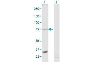 Western Blot analysis of RXFP1 expression in transfected 293T cell line by RXFP1 MaxPab polyclonal antibody. (RXFP1 抗体  (AA 1-757))