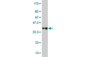Western Blot detection against Immunogen (37. (ADAM11 抗体  (AA 230-333))