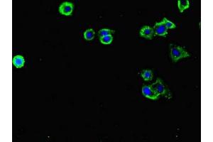 Immunofluorescent analysis of HepG2 cells using ABIN7158122 at dilution of 1:100 and Alexa Fluor 488-congugated AffiniPure Goat Anti-Rabbit IgG(H+L) (FLRT3 抗体  (AA 209-264))