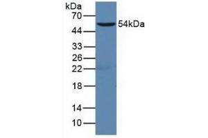 Western Blotting (WB) image for anti-CD19 Molecule (CD19) (AA 19-287) antibody (ABIN7434248)