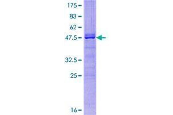 BMF Protein (AA 1-184) (GST tag)