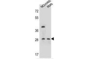 Western blot analysis in NCI-H460,A549 cell line lysates (35ug/lane) using SPATS1  Antibody . (SPATS1 抗体  (Middle Region))