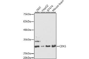 Western blot analysis of extracts of various cell lines, using CDK5 antibody.