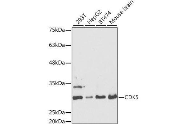 CDK5 Antikörper  (AA 1-292)