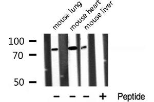 Western blot analysis of Annexin A6 expression in various lysates. (ANXA6 抗体  (N-Term))