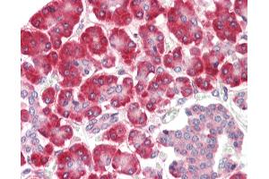 Anti-SGSM1 antibody IHC staining of human pancreas. (SGSM1 抗体  (Internal Region))