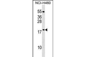 MRPL54 Antibody (Center) (ABIN1538545 and ABIN2849272) western blot analysis in NCI- cell line lysates (35 μg/lane). (MRPL54 抗体  (AA 64-92))