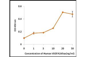 Activity Assay (AcA) image for Vascular Endothelial Growth Factor (VEGF) (Active) protein (ABIN5509395) (VEGF 蛋白)