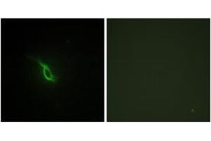 Immunofluorescence analysis of NIH-3T3 cells, using Adrenergic Receptor alpha-2A Antibody. (ADRA2A 抗体  (AA 331-380))