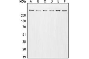 Western blot analysis of p300 expression in A431 (A), HeLa (B), HT29 (C), A549 (D), NIH3T3 (E), PC12 (F) whole cell lysates.