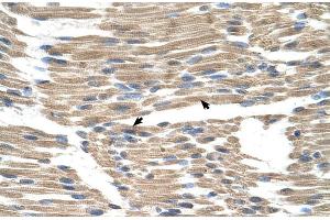 Human Muscle (GPR177/WLS 抗体  (N-Term))