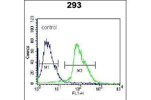 Flow cytometric analysis of 293 cells (right histogram) compared to a negative control cell (left histogram). (Kallikrein 7 抗体  (C-Term))