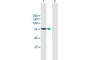 Western Blot analysis of RHPN2 expression in transfected 293T cell line by RHPN2 MaxPab polyclonal antibody.