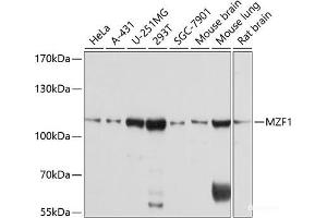 Western blot analysis of extracts of various cell lines using MZF1 Polyclonal Antibody at dilution of 1:1000. (MZF1 抗体)