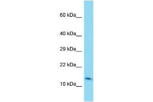 Host: Rabbit Target Name: C6orf1 Sample Type: Fetal Lung lysates Antibody Dilution: 1. (C6ORF1 抗体  (N-Term))