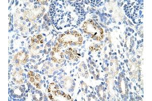 CDC25B antibody was used for immunohistochemistry at a concentration of 4-8 ug/ml to stain Epithelial cells of renal tubule (arrows) in Human Kidney. (CDC25B 抗体)