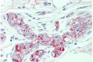 Anti-SLC4A2 antibody  ABIN1049340 IHC staining of human breast. (SLC4A2 抗体  (N-Term))