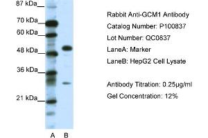 WB Suggested Anti-GCM1  Antibody Titration: 0. (GCM1 抗体  (C-Term))