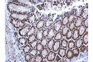 IHC-P Image NRF1 antibody detects NRF1 protein at nucleus on mouse colon by immunohistochemical analysis. (NRF1 抗体)