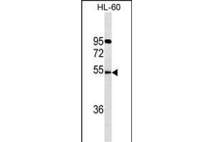 FKRP Antibody (C-term) (ABIN1536611 and ABIN2843847) western blot analysis in HL-60 cell line lysates (35 μg/lane). (FKRP 抗体  (C-Term))