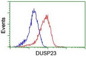 Image no. 14 for anti-Dual Specificity Phosphatase 23 (DUSP23) antibody (ABIN1497930) (DUSP23 抗体)