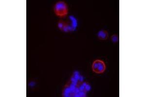 Immunofluorescence (IF) image for anti-CD24 Molecule (CD24) antibody (ABIN2664423) (CD24 抗体)