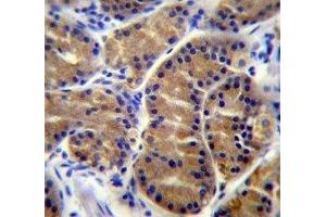 IL17B antibody immunohistochemistry analysis in formalin fixed and paraffin embedded human stomach tissue. (IL17B 抗体  (AA 39-66))