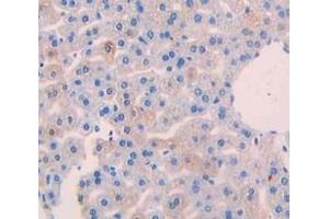 IHC-P analysis of Mouse Tissue, with DAB staining. (SFRP5 抗体  (AA 48-161))