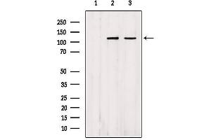 Western blot analysis of extracts from various samples, using IPO4 Antibody. (Importin 4 抗体  (Internal Region))