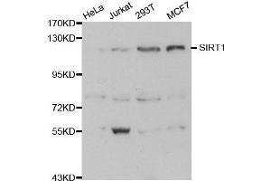 Western blot analysis of extracts of various cell lines, using SIRT1 antibody. (SIRT1 抗体)
